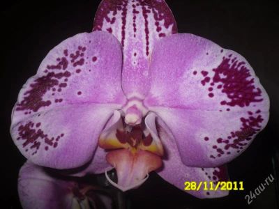 Лот: 1376183. Фото: 1. Орхидея фаленопсис.Огромные цветы... Горшечные растения и комнатные цветы