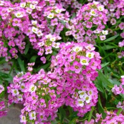 Лот: 10774977. Фото: 1. Алиссум морской (медунки) (Alyssum... Садовые цветы