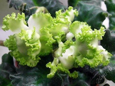 Лот: 5698414. Фото: 1. Продам детку сортовой фиалки Irish... Горшечные растения и комнатные цветы