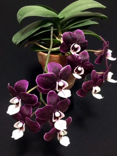 Лот: 12244858. Фото: 1. Орхидея из Азии в наличии. Горшечные растения и комнатные цветы