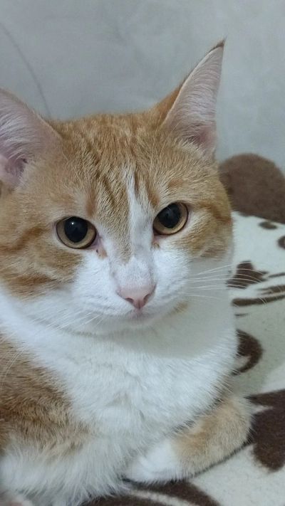 Лот: 25516862. Фото: 1. Кот. Кошки, котята