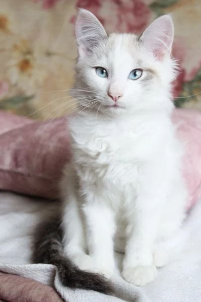 Лот: 4711476. Фото: 1. Отдам котенка. Мальчик. Кошки, котята