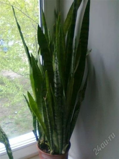 Лот: 1820041. Фото: 1. Щучий хвост. Горшечные растения и комнатные цветы