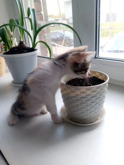 Лот: 25811494. Фото: 1. Котятки. Кошки, котята