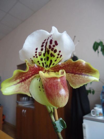 Лот: 9029731. Фото: 1. Орхидея "Пафиопедилум- Башмачок... Горшечные растения и комнатные цветы