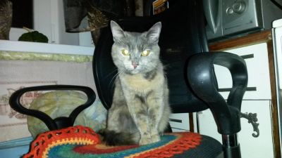 Лот: 4887836. Фото: 1. отдам кошку трехцветную ловит... Кошки, котята