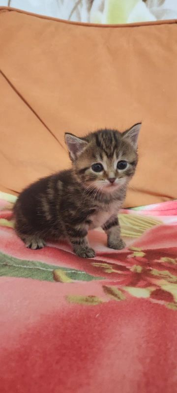 Лот: 24674038. Фото: 1. Котята от шотландской мраморной... Кошки, котята