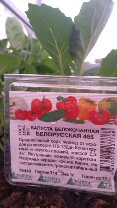 Лот: 11688460. Фото: 1. Рассада капусты. Овощи