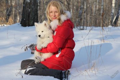 Лот: 3775051. Фото: 1. Щенки Самоедской собаки (Самоед... Собаки, щенки