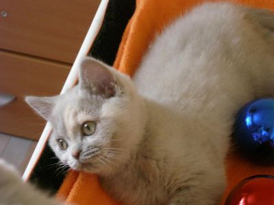 Лот: 3443017. Фото: 1. Британские котята (девочки)-лапушки. Кошки, котята
