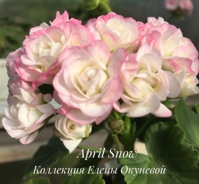Лот: 13236283. Фото: 1. пеларгония розебудная April Snow. Горшечные растения и комнатные цветы