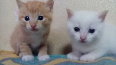 Лот: 6741961. Фото: 1. подарим котят в хорошие руки. Кошки, котята