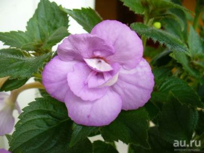 Лот: 13301898. Фото: 1. Ахименес Lavander Fizz. Горшечные растения и комнатные цветы