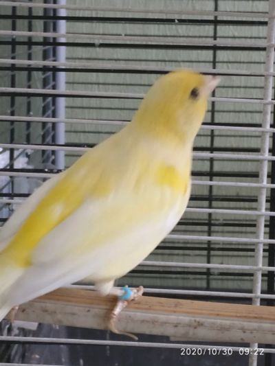 Лот: 16752877. Фото: 1. Кенар лимонный, самец канарейки. Птицы