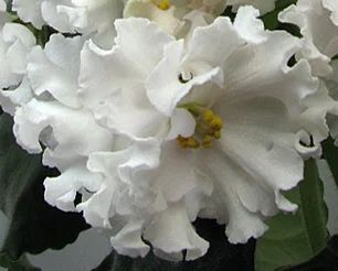 Лот: 3357111. Фото: 1. Сортовая фиалка ЕК-Белая Лилия... Горшечные растения и комнатные цветы