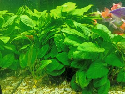Лот: 25040345. Фото: 1. Анубиас. Водные растения