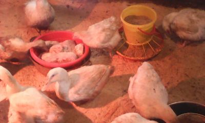 Лот: 11010784. Фото: 1. Уточка домашняя. Мясо, птица, яйцо