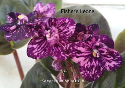 Лот: 12197339. Фото: 1. Фиалка Fisher's Leone, лист. Горшечные растения и комнатные цветы
