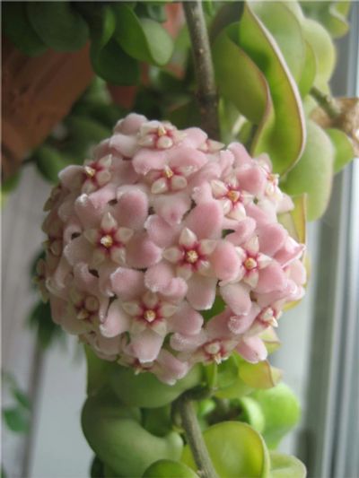 Лот: 7588371. Фото: 1. Хойя компакта (Hoya Сompacta). Горшечные растения и комнатные цветы