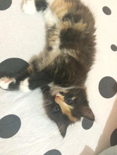 Лот: 4948132. Фото: 1. Красивый котенок. Кошки, котята