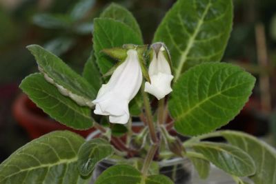 Лот: 2977318. Фото: 1. Глоксиния 46 (цветет). Горшечные растения и комнатные цветы