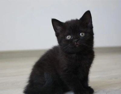 Лот: 10132561. Фото: 1. Британский котенок - шоколадный... Кошки, котята
