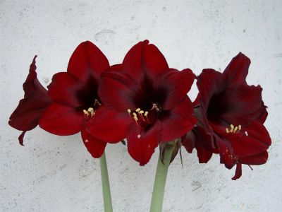 Лот: 3801828. Фото: 1. Амариллис (луковица) Royal Velvet... Другое (семена, рассада, садовые растения)