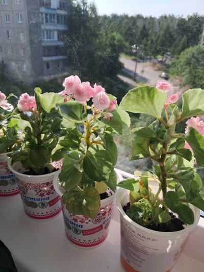 Лот: 25415095. Фото: 1. Бегония. Горшечные растения и комнатные цветы