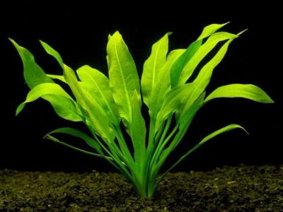 Лот: 15594039. Фото: 1. Эхинодорус амазонский (Echinodorus... Водные растения