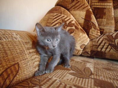 Лот: 6030179. Фото: 1. Голубая кошечка 1,5 мес с белым... Кошки, котята