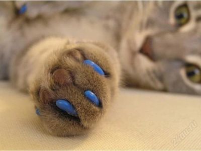 Лот: 1773251. Фото: 1. Накладные ногти для вашей кошки. Другое (животные и уход)