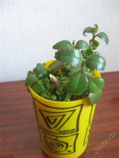 Лот: 1648405. Фото: 1. Каланхойчики. Горшечные растения и комнатные цветы