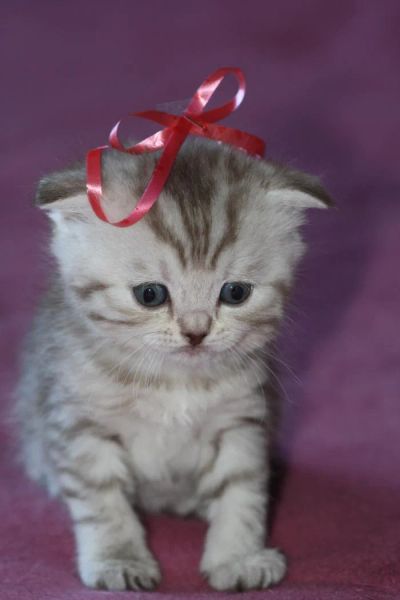 Лот: 5178860. Фото: 1. Котенок. Кошечка Шотладсая. Кошки, котята