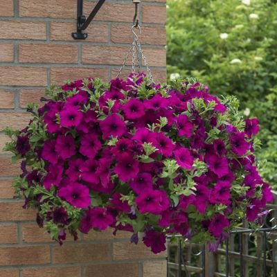 Лот: 15856060. Фото: 1. Петуния вегетативная Fanfare purple. Садовые цветы