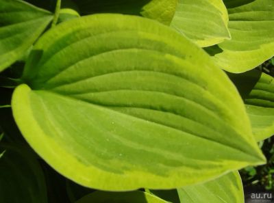 Лот: 9515270. Фото: 1. хоста Голден Тиара (Hosta Golden... Садовые цветы