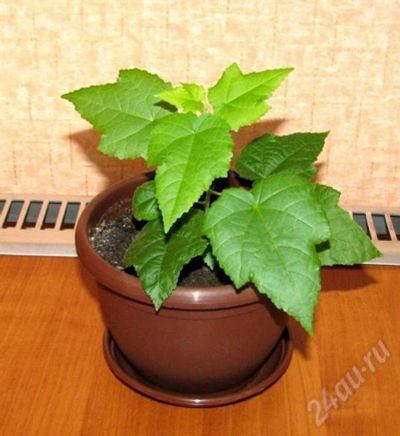 Лот: 630973. Фото: 1. Абутилон (Abutilon) розовый. Горшечные растения и комнатные цветы