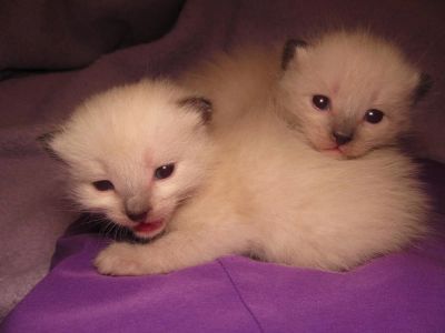 Лот: 11012122. Фото: 1. Тайские голубоглазые котята окрас... Кошки, котята
