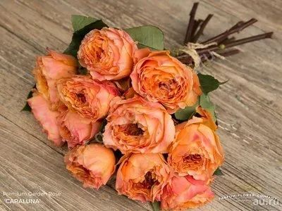 Лот: 13286303. Фото: 1. Роза Каралуна (Caraluna) Заказ... Садовые цветы