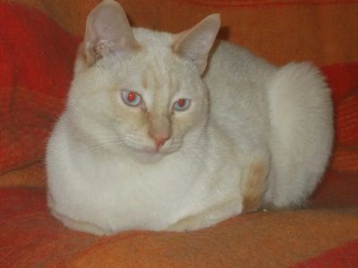 Лот: 7627597. Фото: 1. Котик сиамского окраса Ясень в... Кошки, котята