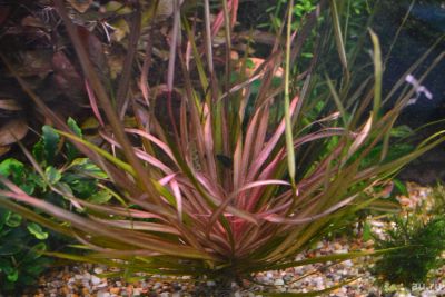 Лот: 10006162. Фото: 1. Бликса новогвинейская. Водные растения