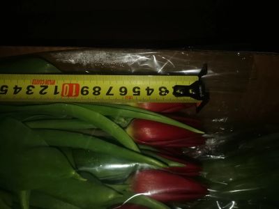 Лот: 11122070. Фото: 1. 15 тюльпанов красных одним лотом... Свежие цветы