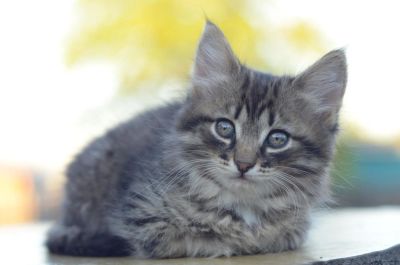 Лот: 9827157. Фото: 1. Котёнок, девочка. Есть видео. Кошки, котята
