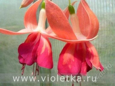Лот: 1061049. Фото: 1. Фуксия Becentencial. Горшечные растения и комнатные цветы