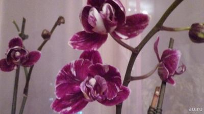 Лот: 8742743. Фото: 1. орхидея фаленопсис ("Шоколадка... Горшечные растения и комнатные цветы
