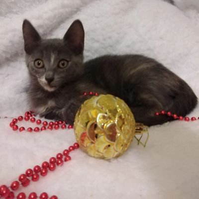 Лот: 18393983. Фото: 1. Котенок в хорошие руки. Кошки, котята