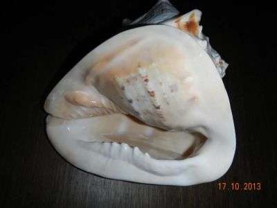 Лот: 3295951. Фото: 1. раковина морская 21 см. Другое (сувениры, подарки)