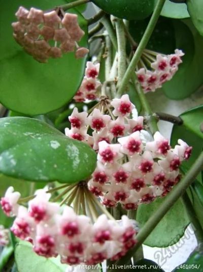 Лот: 5859968. Фото: 1. Хойя Hoya Obovata №1. Горшечные растения и комнатные цветы