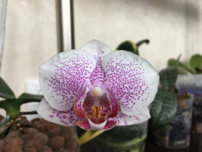 Лот: 11082131. Фото: 1. Орхидея. Горшечные растения и комнатные цветы