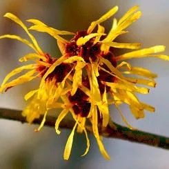 Лот: 3172747. Фото: 1. Гамамелиса. Другое (красота и здоровье)