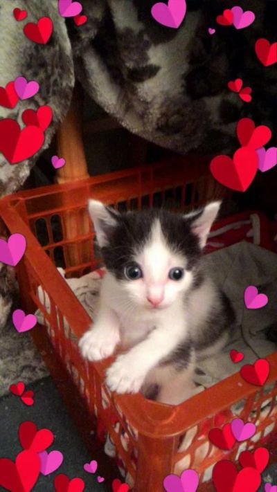 Лот: 6939119. Фото: 1. Котята в хорошие, добрые руки. Кошки, котята